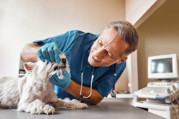 Best Emergency Wisdom Teeth Removal in Dunlap, IL